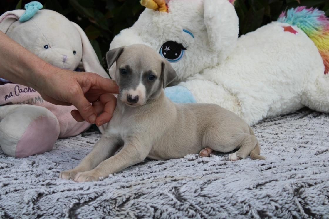 chiot disponible