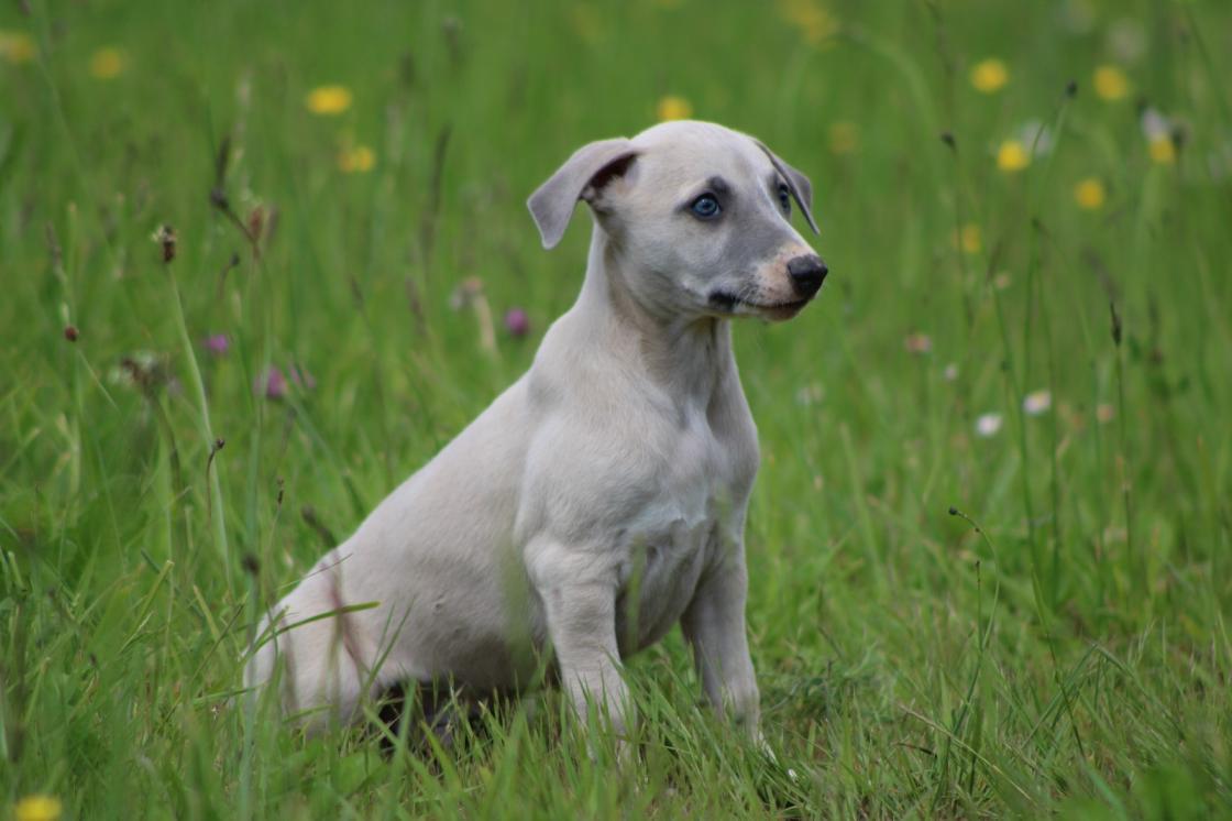 Chiot Whippet Disponible