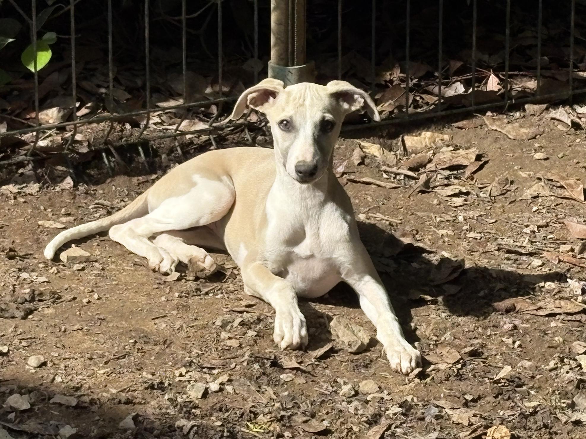 Chiot Whippet Disponible