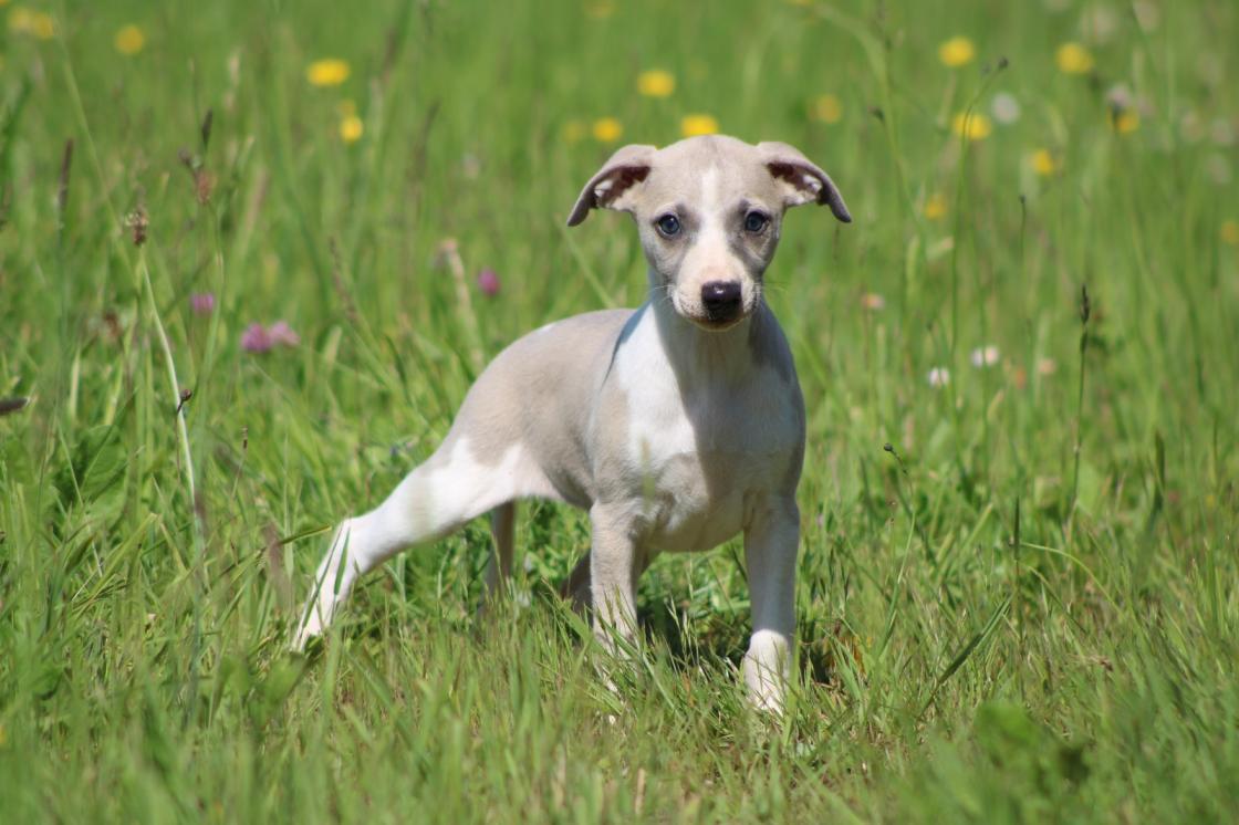 Chiot Whippet Disponible