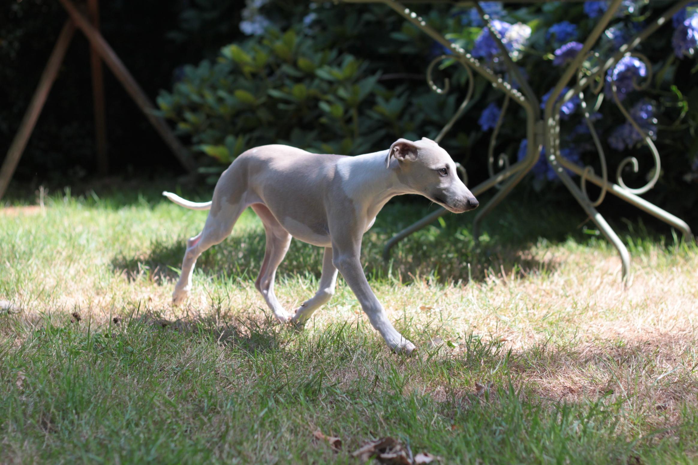chiot disponible
