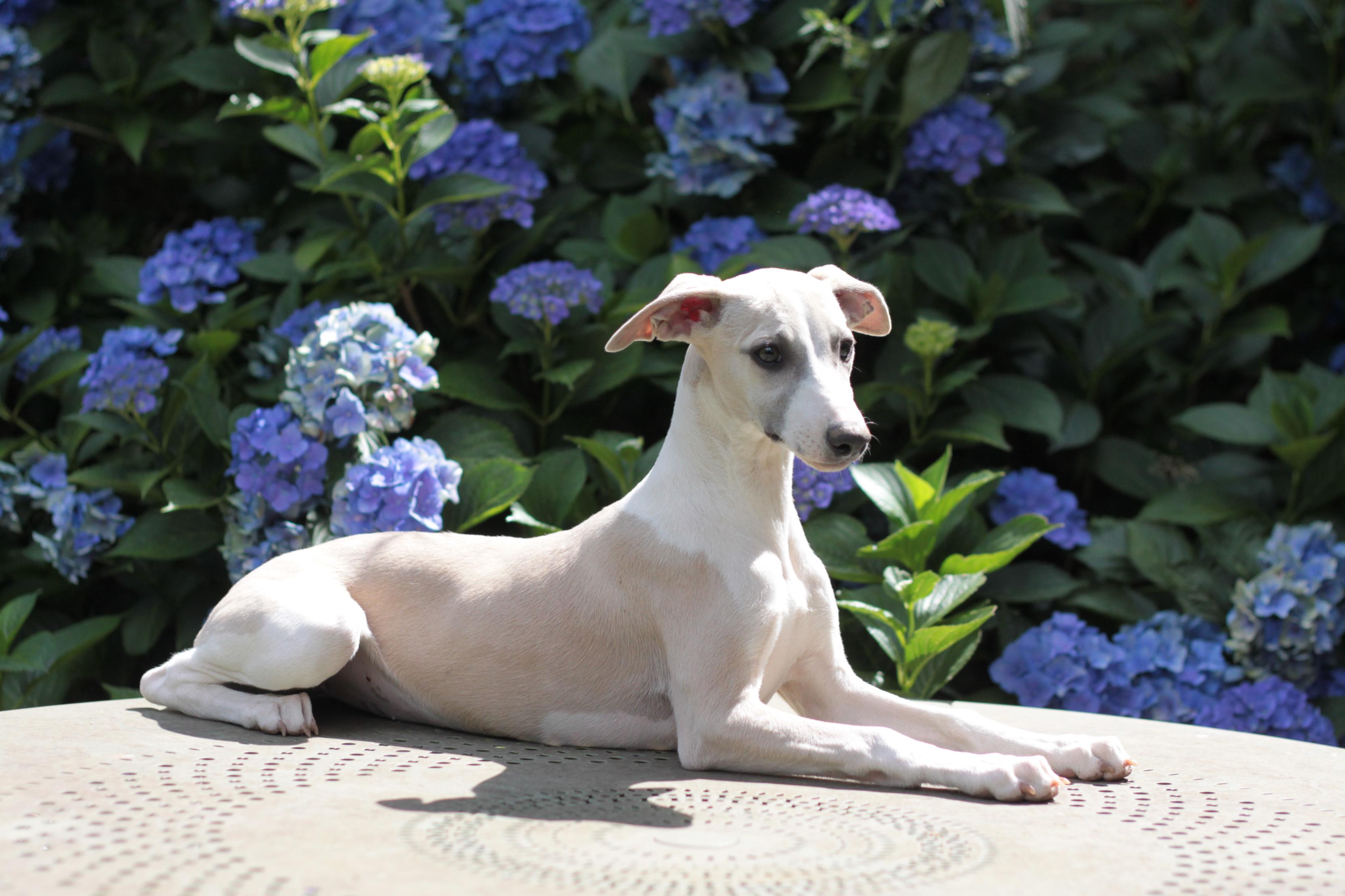 chiot disponible