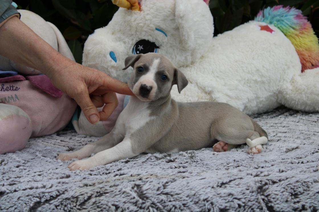 chiot disponible
