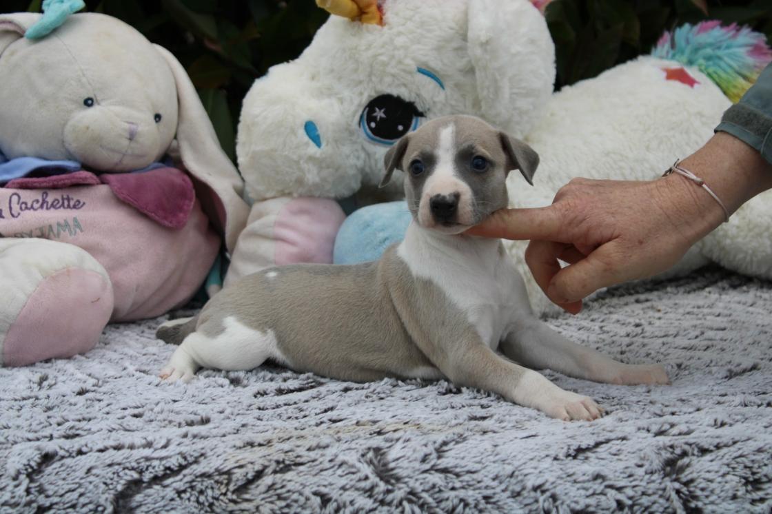 chiot disponible
