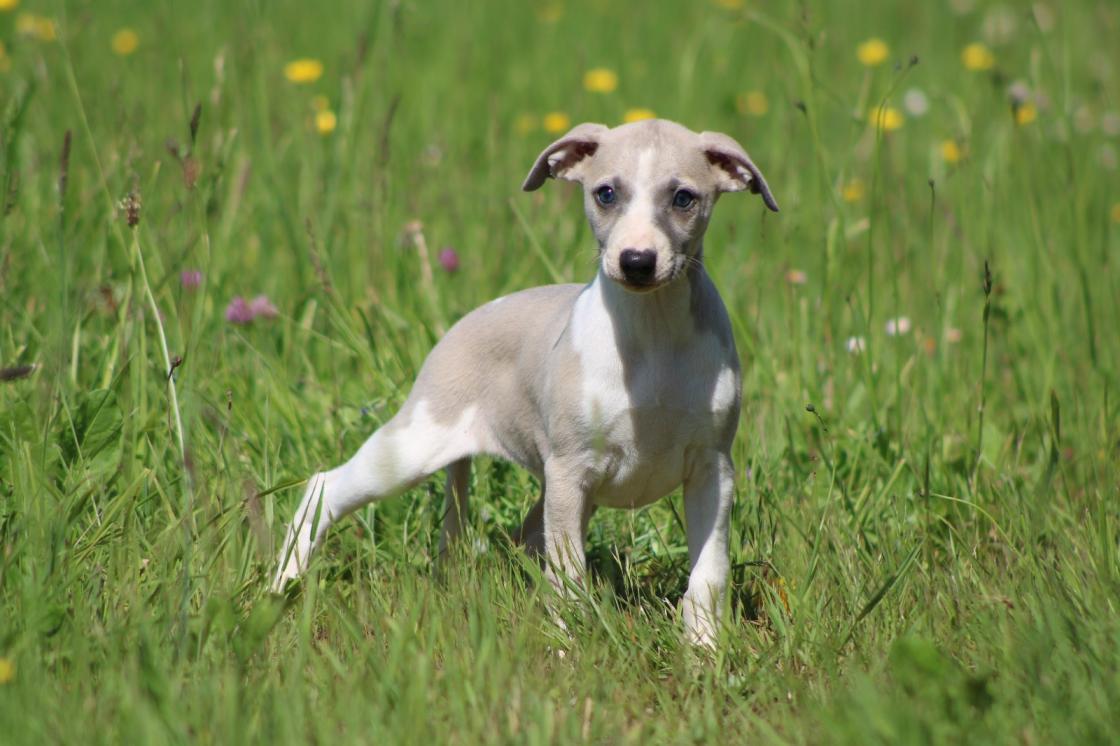 chiot disponible