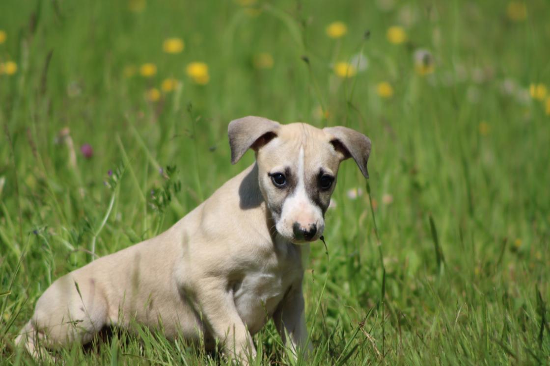chiot disponible