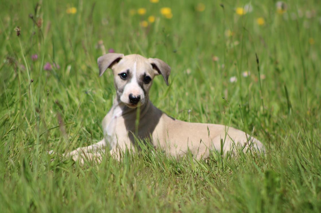 chiot disponible