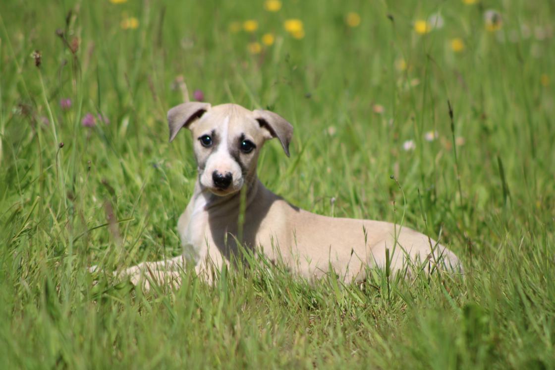 chiot disponible