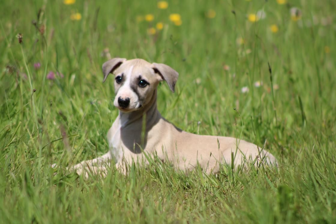 chiot disponible