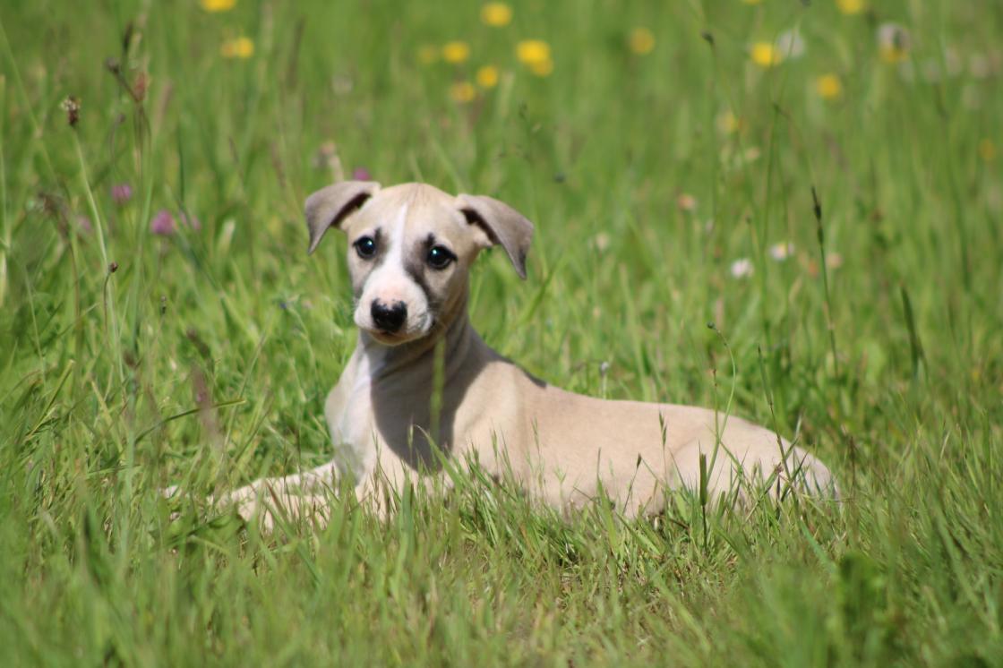 chiot disponible