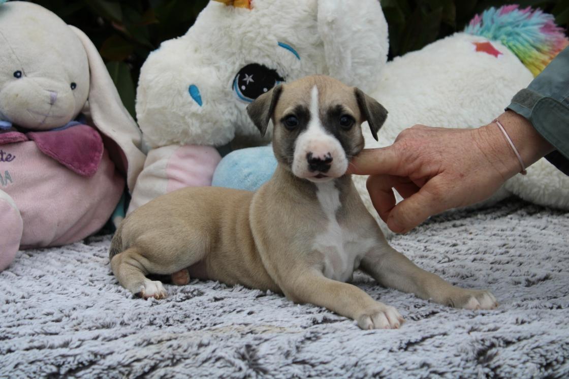 chiot disponible