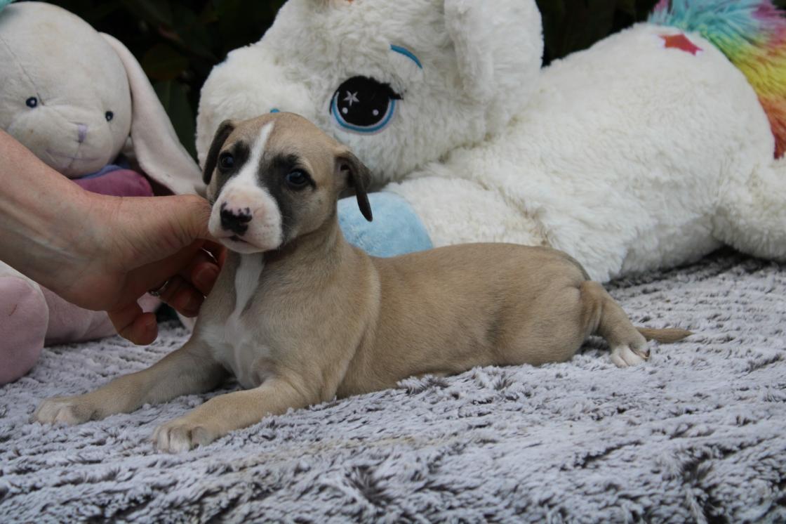 chiot disponible