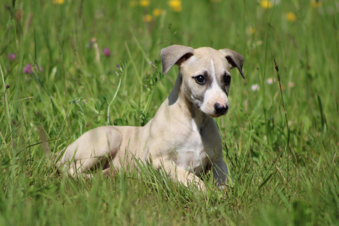 chiot disponible