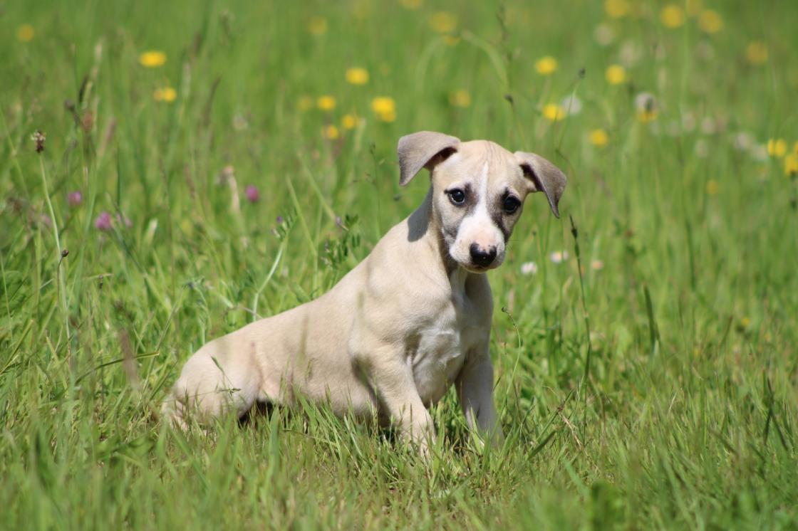 chiot disponible