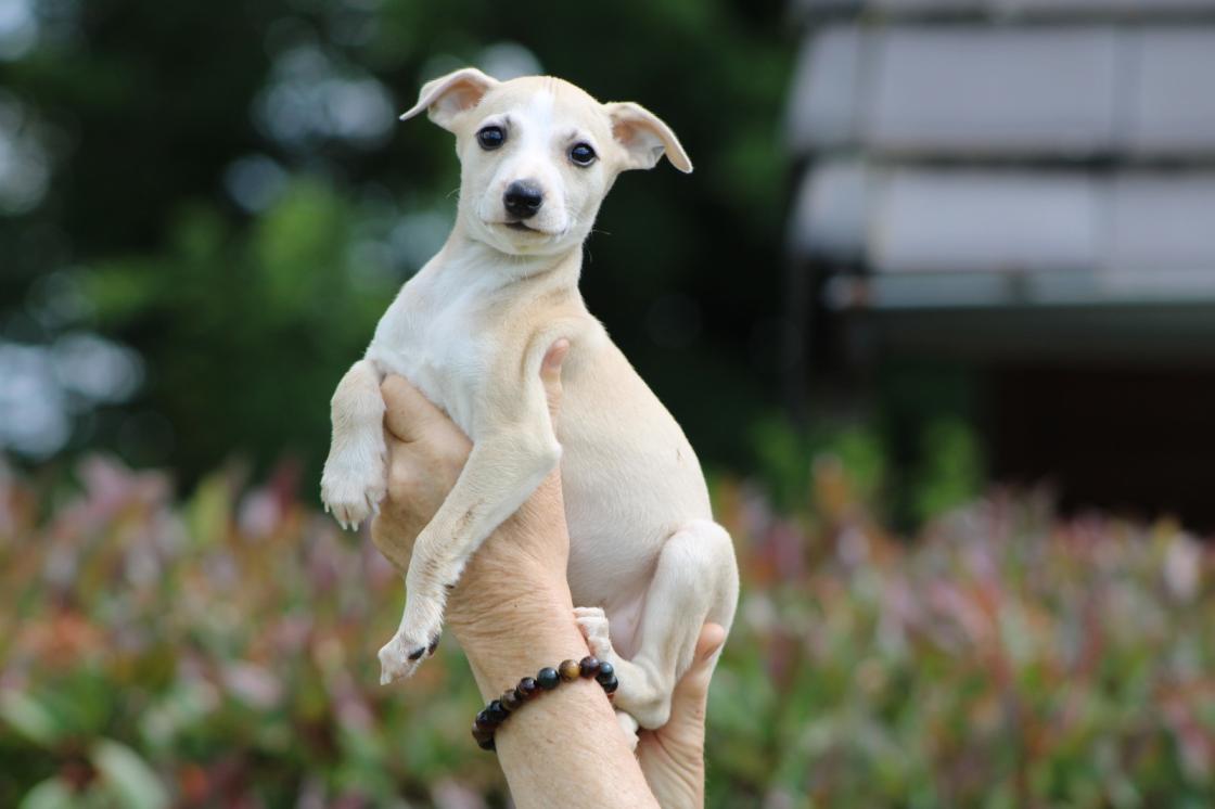 Chiot Whippet Disponible