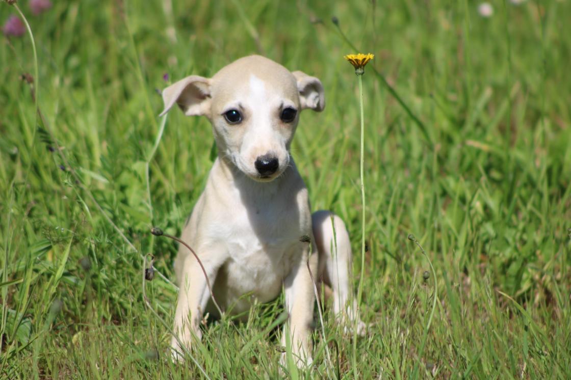chiot disponible