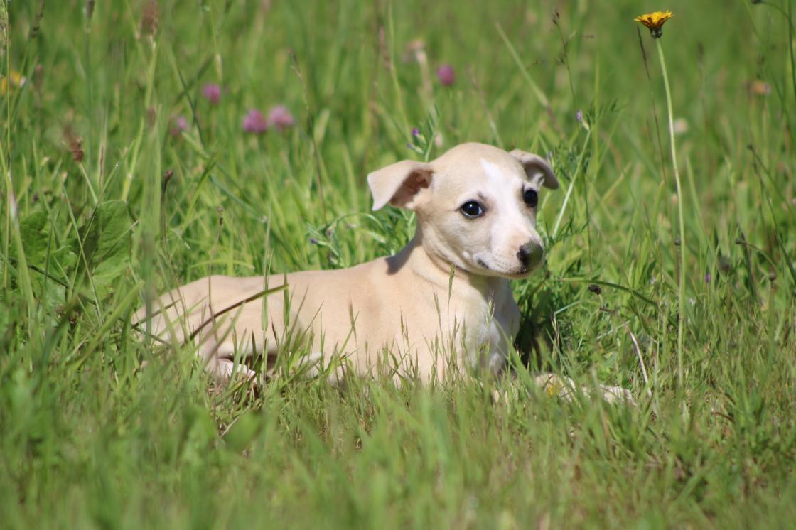 chiot disponible