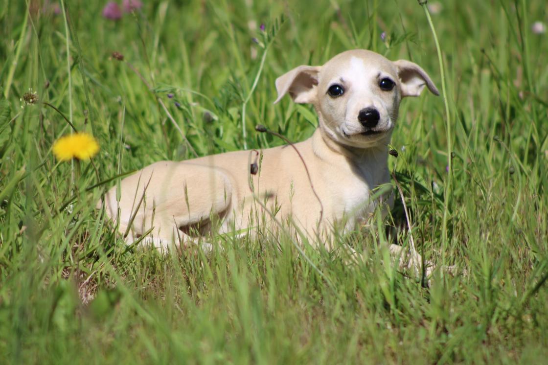 chiot disponible