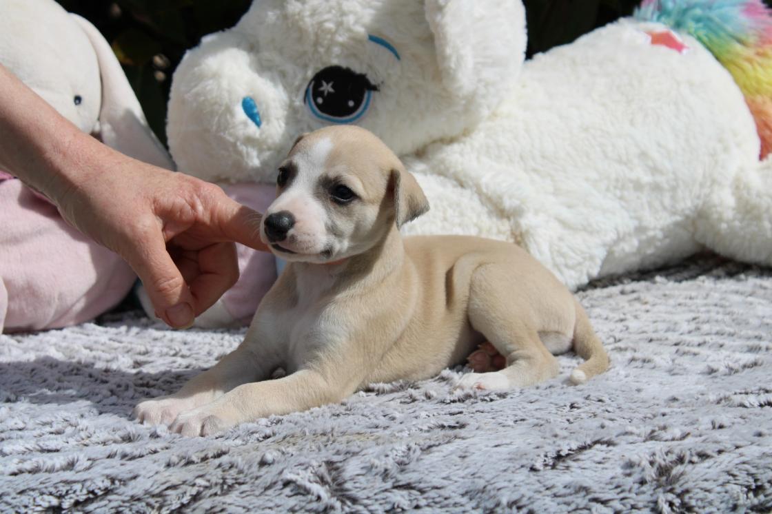 chiot disponible