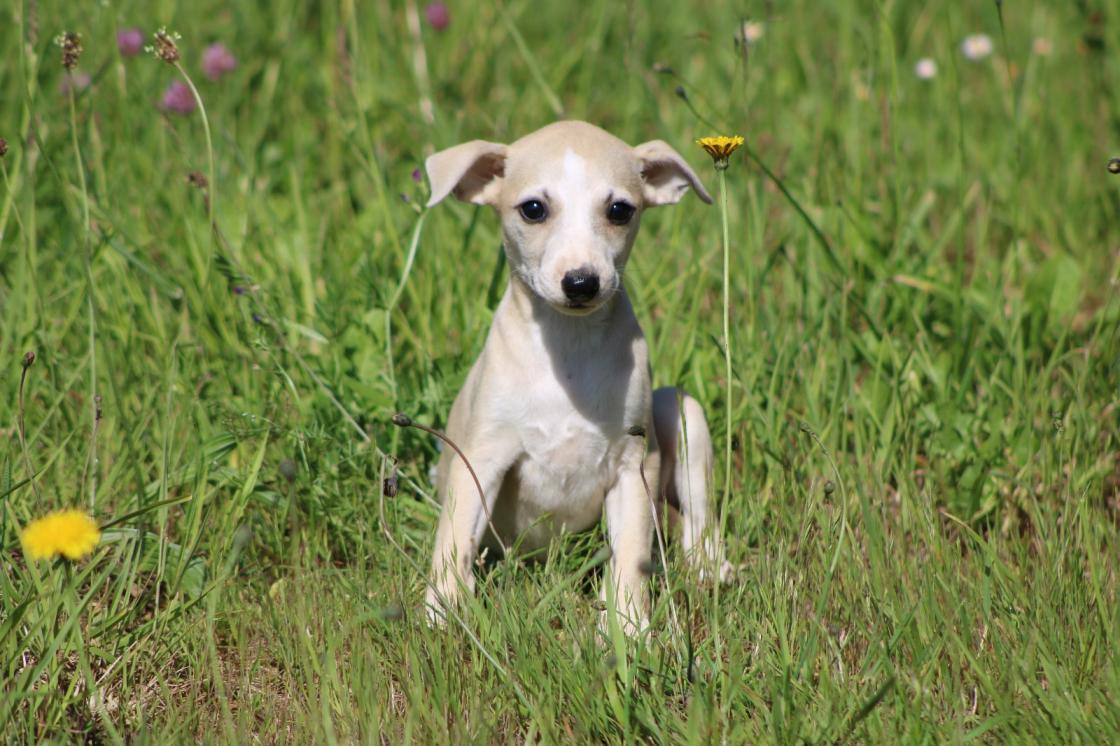 chiot disponible