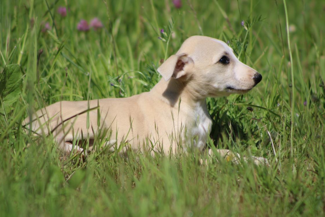 chiot disponible