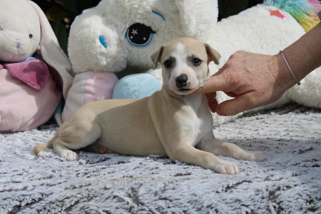 chiot disponible