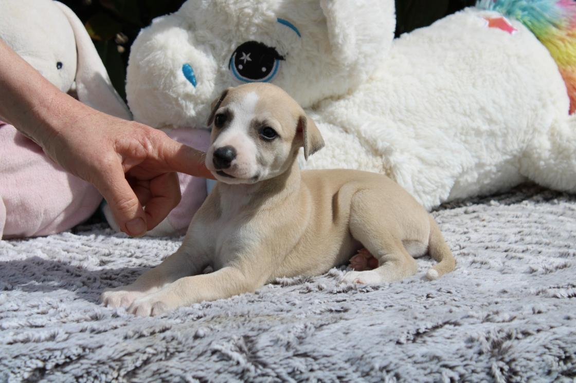 chiot disponible