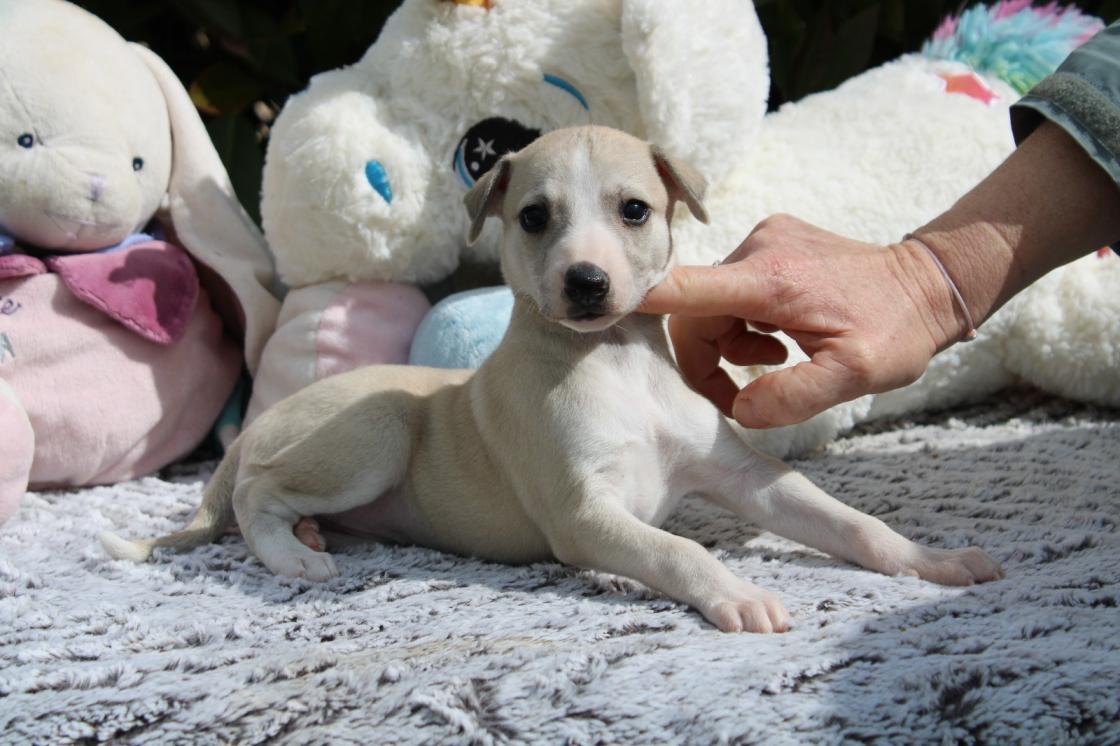 Chiot Whippet Disponible