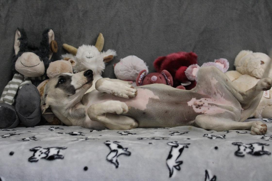 chiot disponible