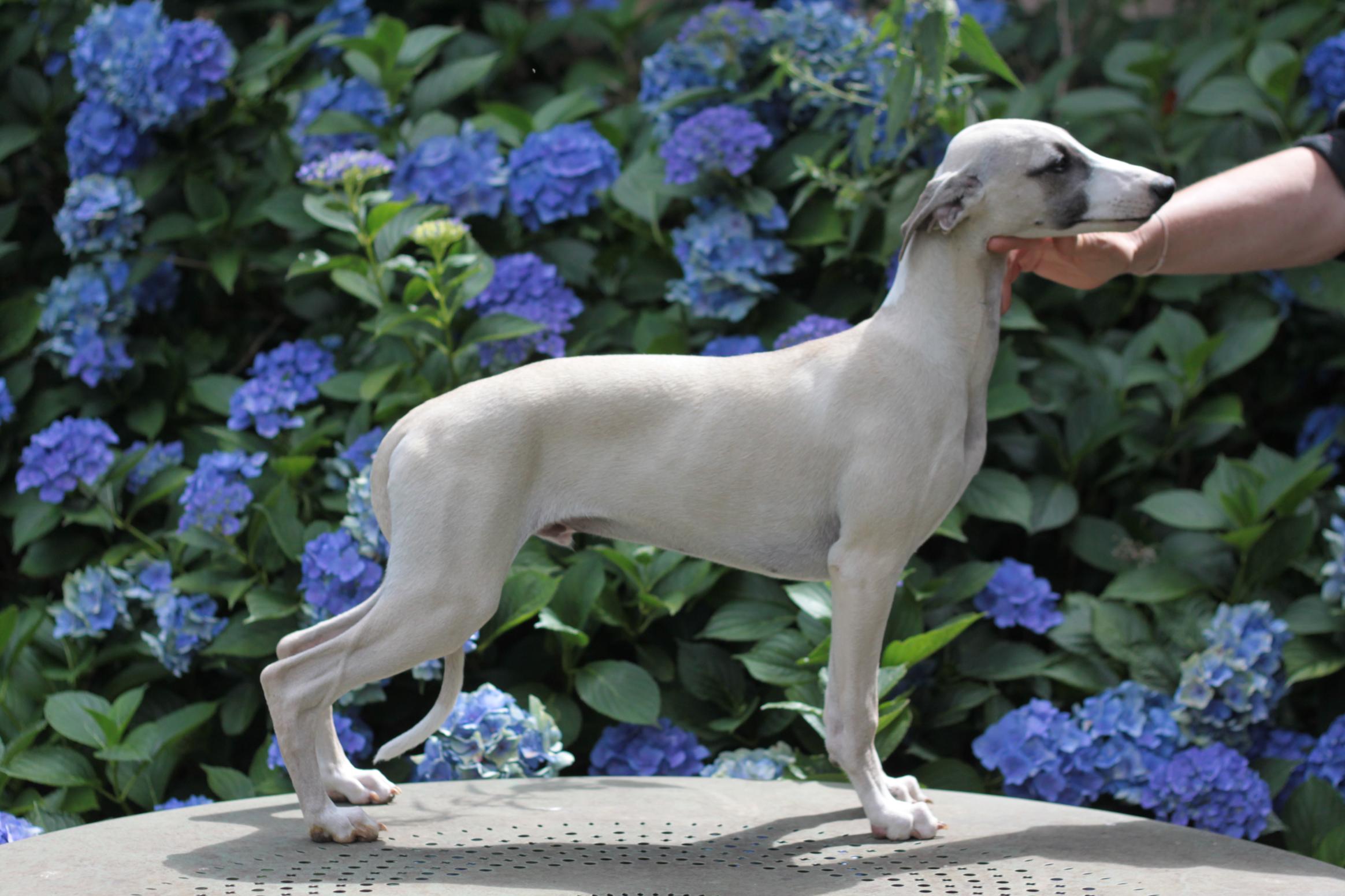 chiot disponible