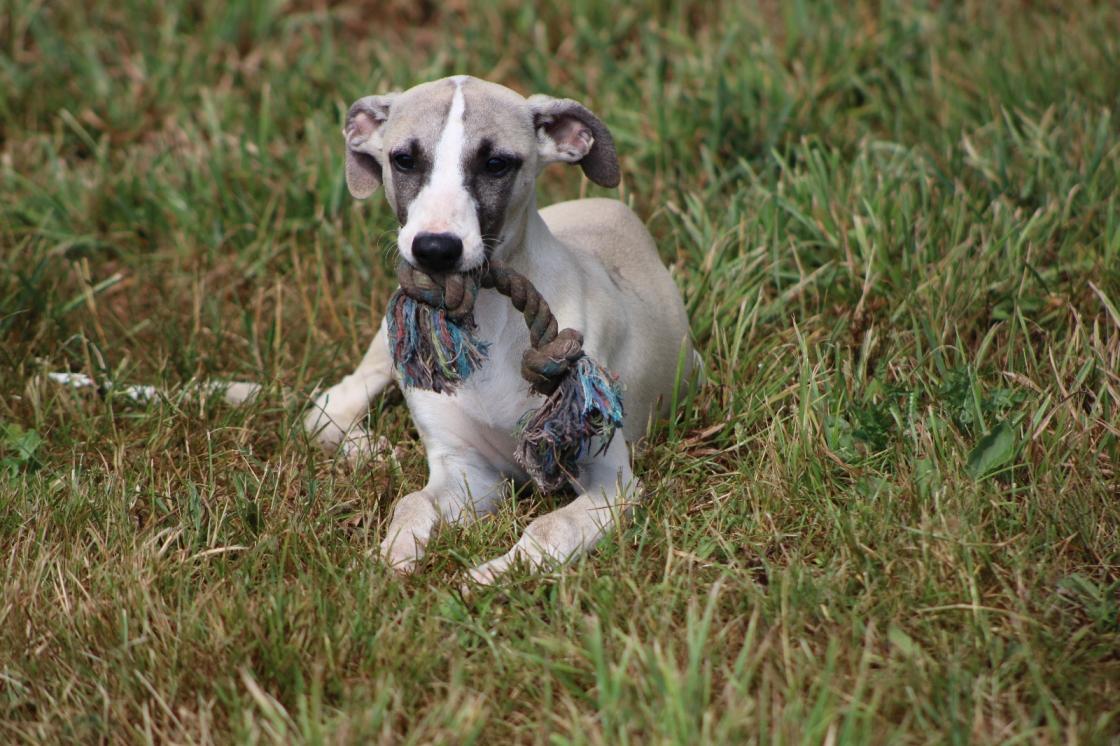 chiot disponible
