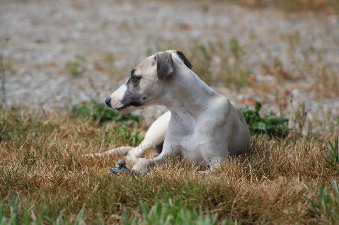 chiot disponible