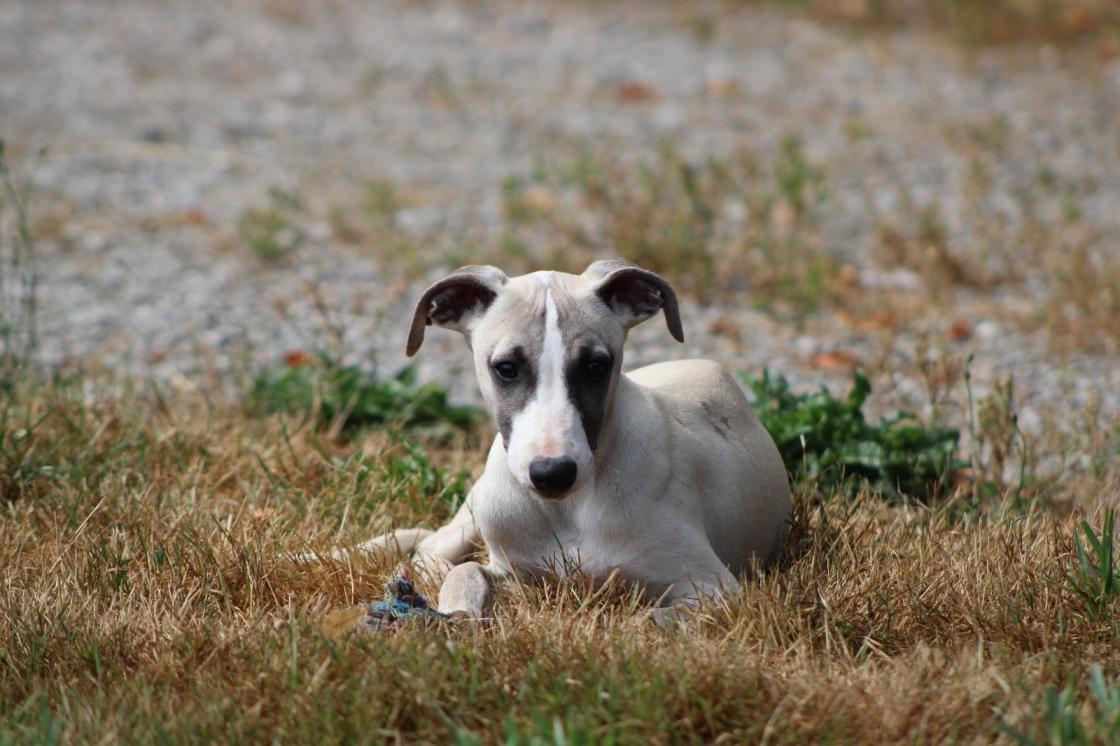 chiot disponible