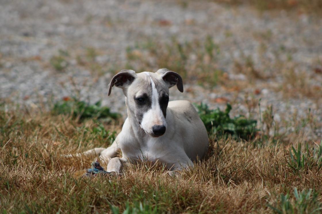 chiot disponible