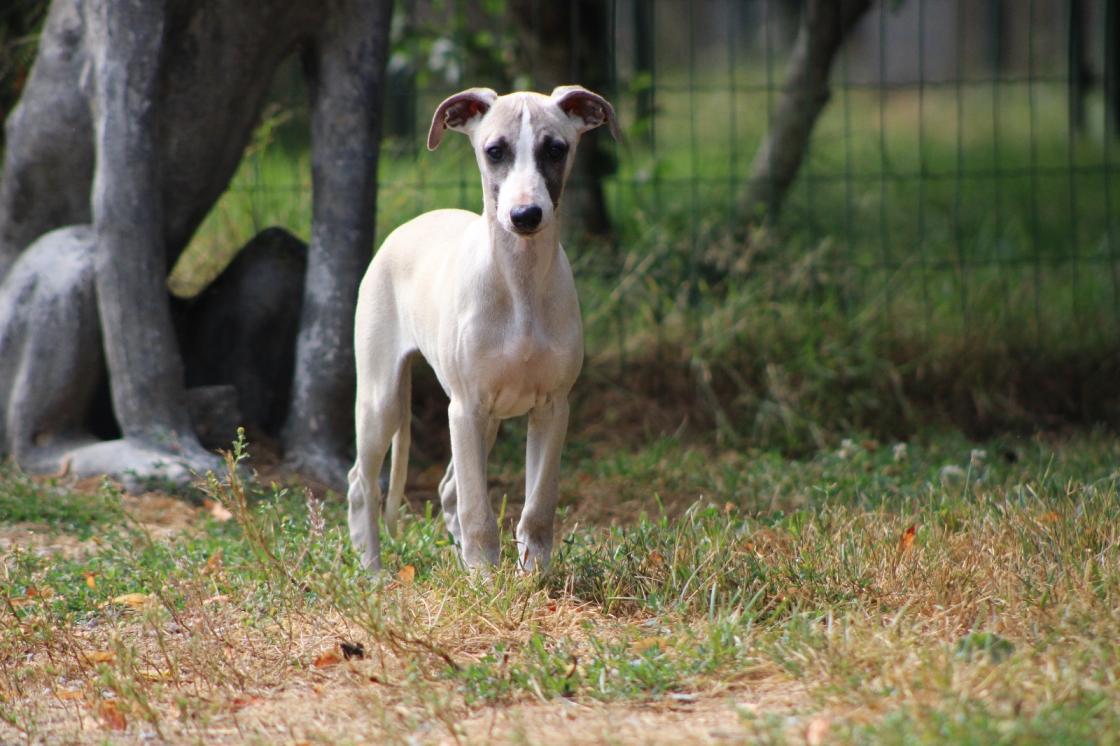 chiot disponible