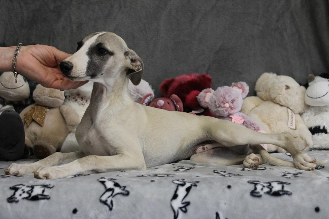 chiot disponible