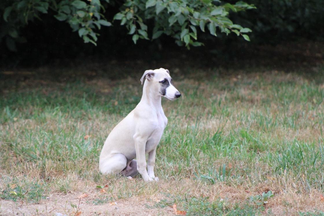 chiot disponible