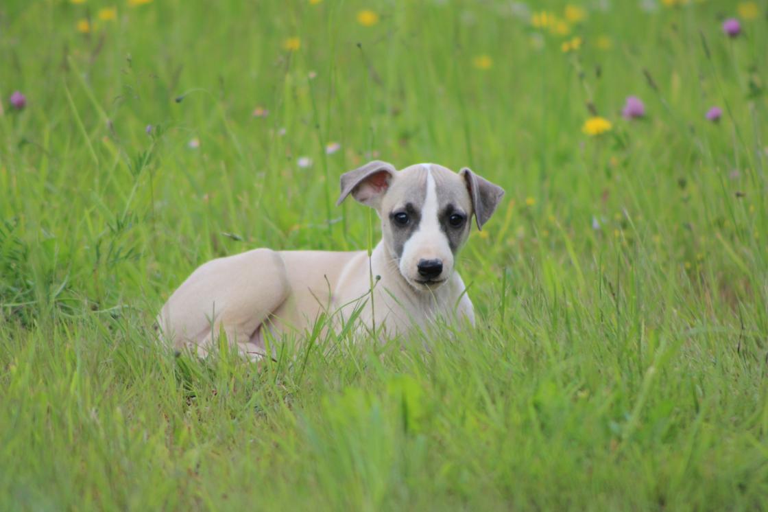 Chiot Whippet Disponible