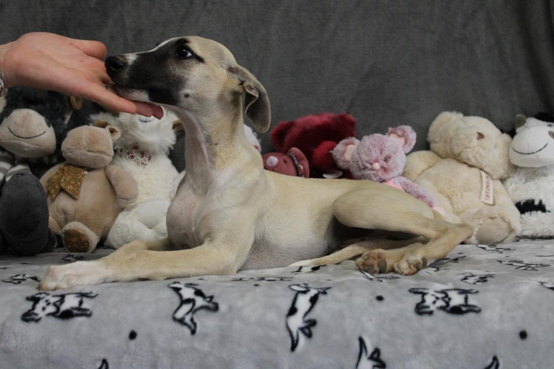 chiot disponible