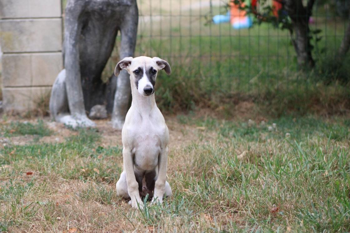 chiot disponible