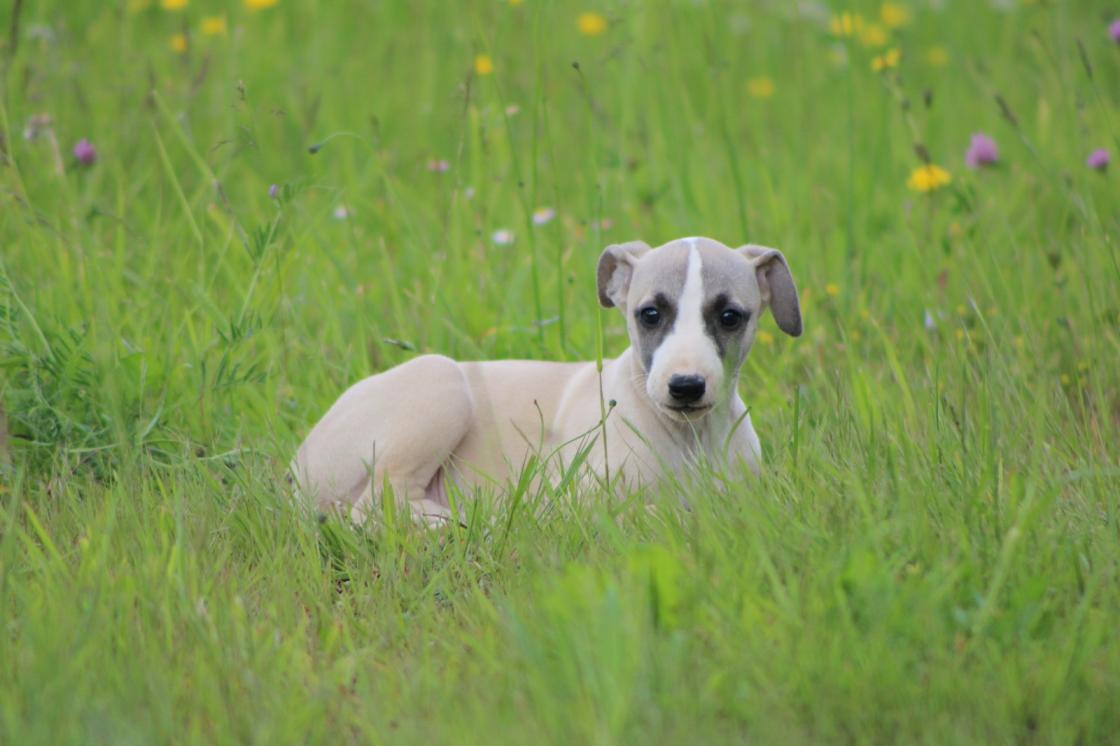 chiot disponible