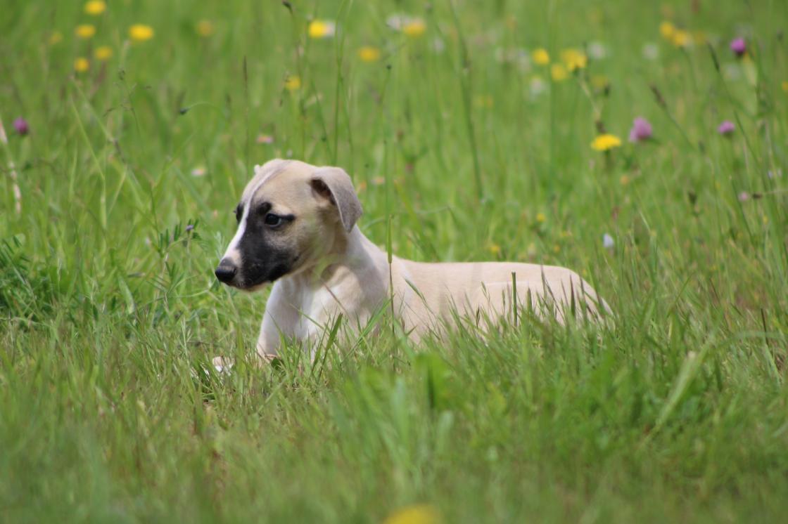 chiot disponible