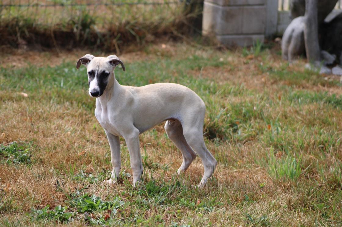 chiot disponible