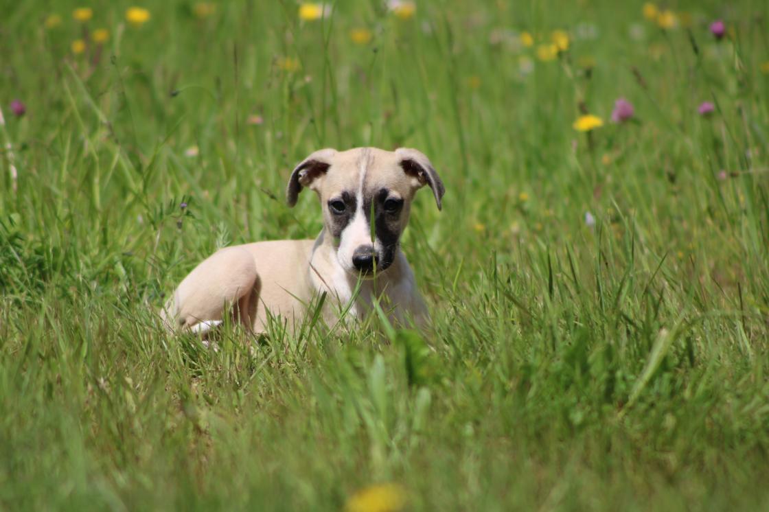 chiot disponible