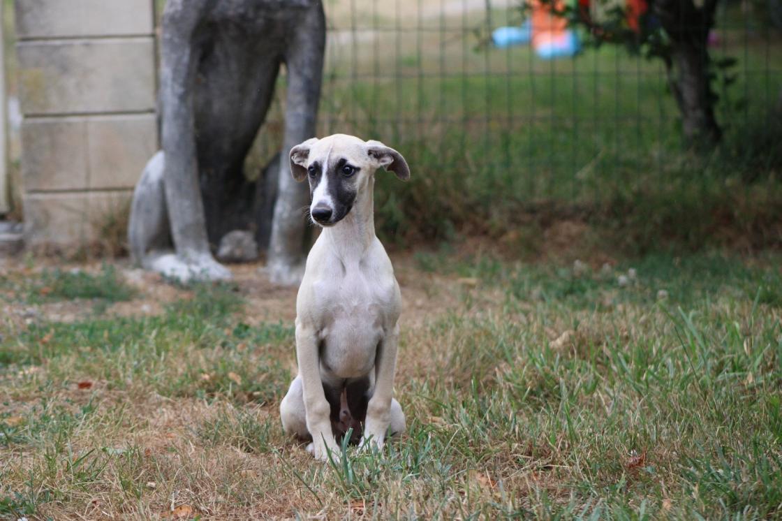 chiot disponible