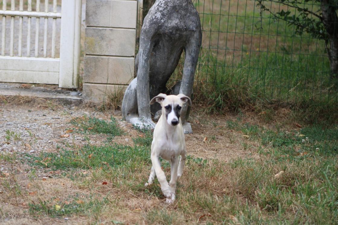 chiot disponible