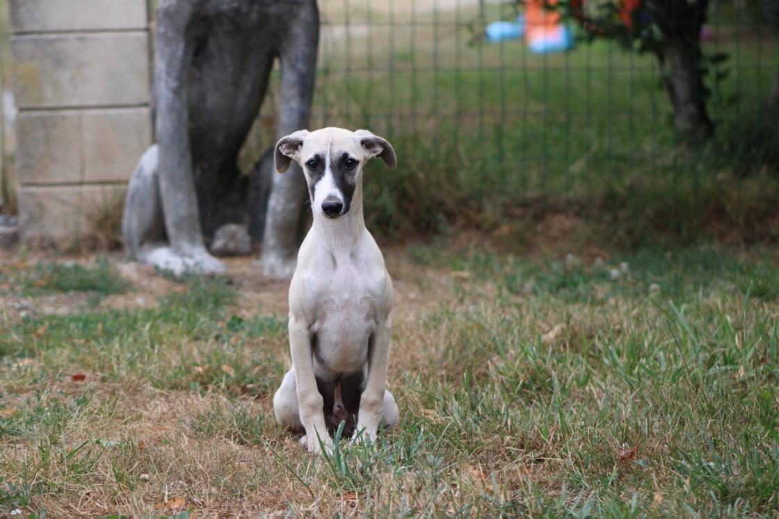 chiot disponible