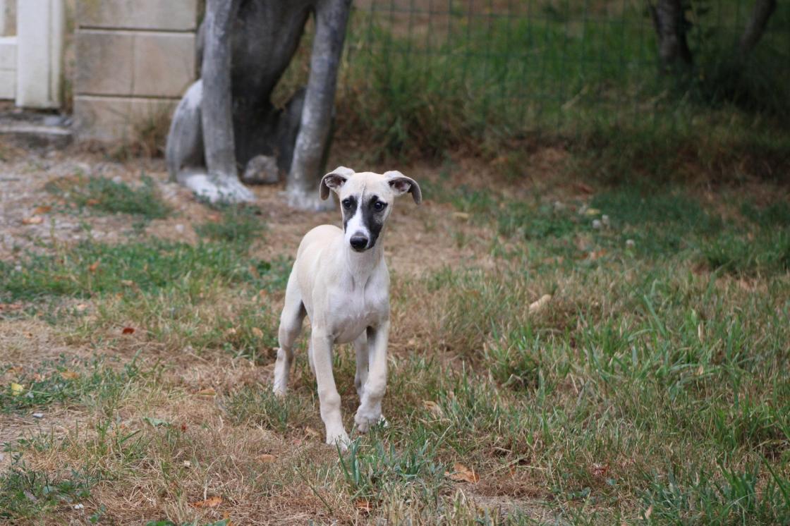 chiot disponible