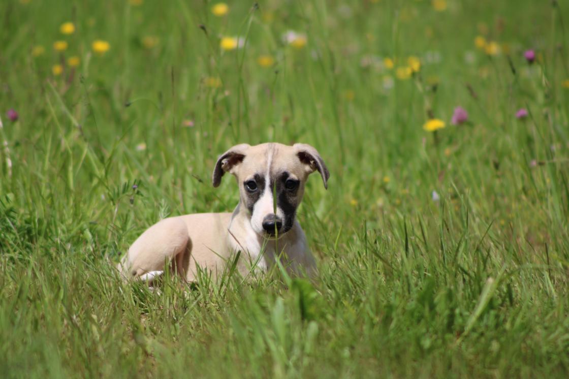 Chiot Whippet Disponible