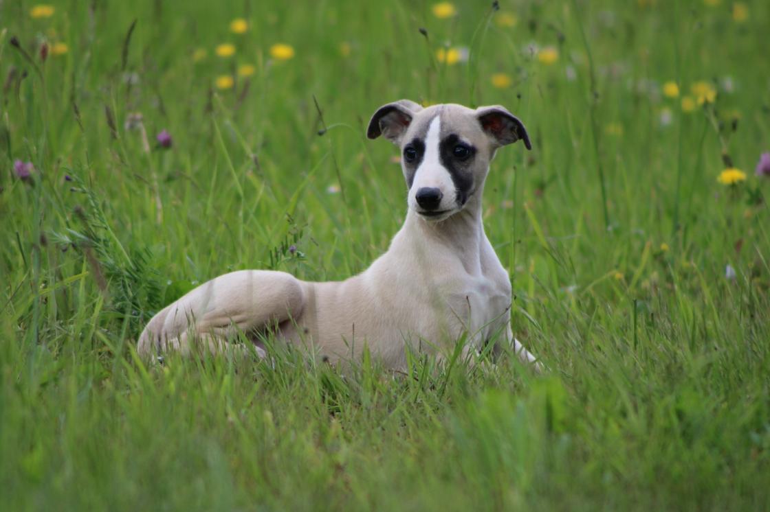 chiot disponible